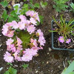 Location: Nora's Garden - Castlegar, B.C.
Date: 2019-05-17
- On the left is Lewisia cotyledon, for a size comparison. Leaves