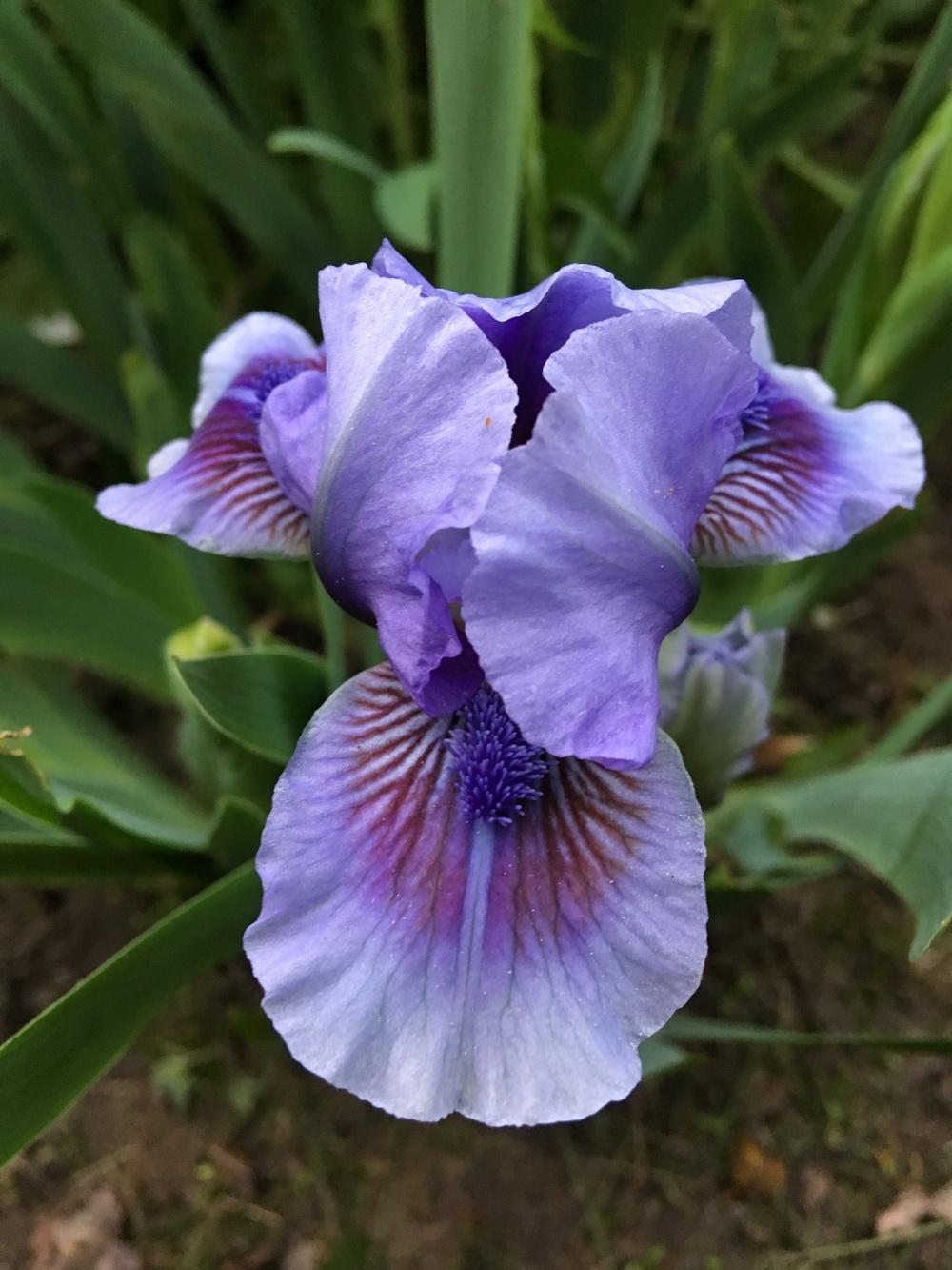 Photo of Standard Dwarf Bearded Iris (Iris 'It's Not Over') uploaded by Lbsmitty