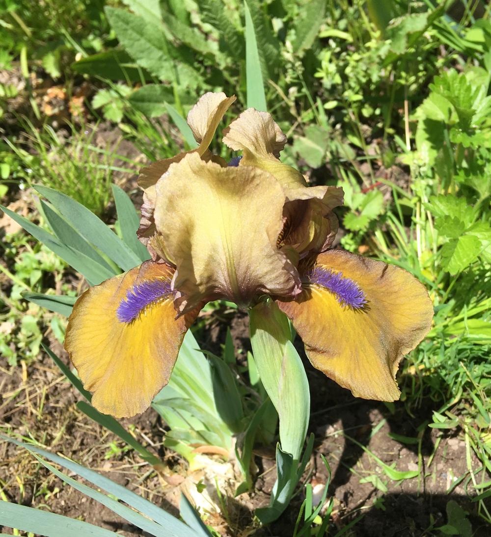 Photo of Standard Dwarf Bearded Iris (Iris 'Gingerbread Man') uploaded by Lbsmitty