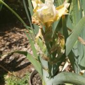 This iris has grown strangly for me, the flowers are abundant but