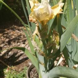 Location: Sacramento, CA
Date: 2019-05-17
This iris has grown strangly for me, the flowers are abundant but