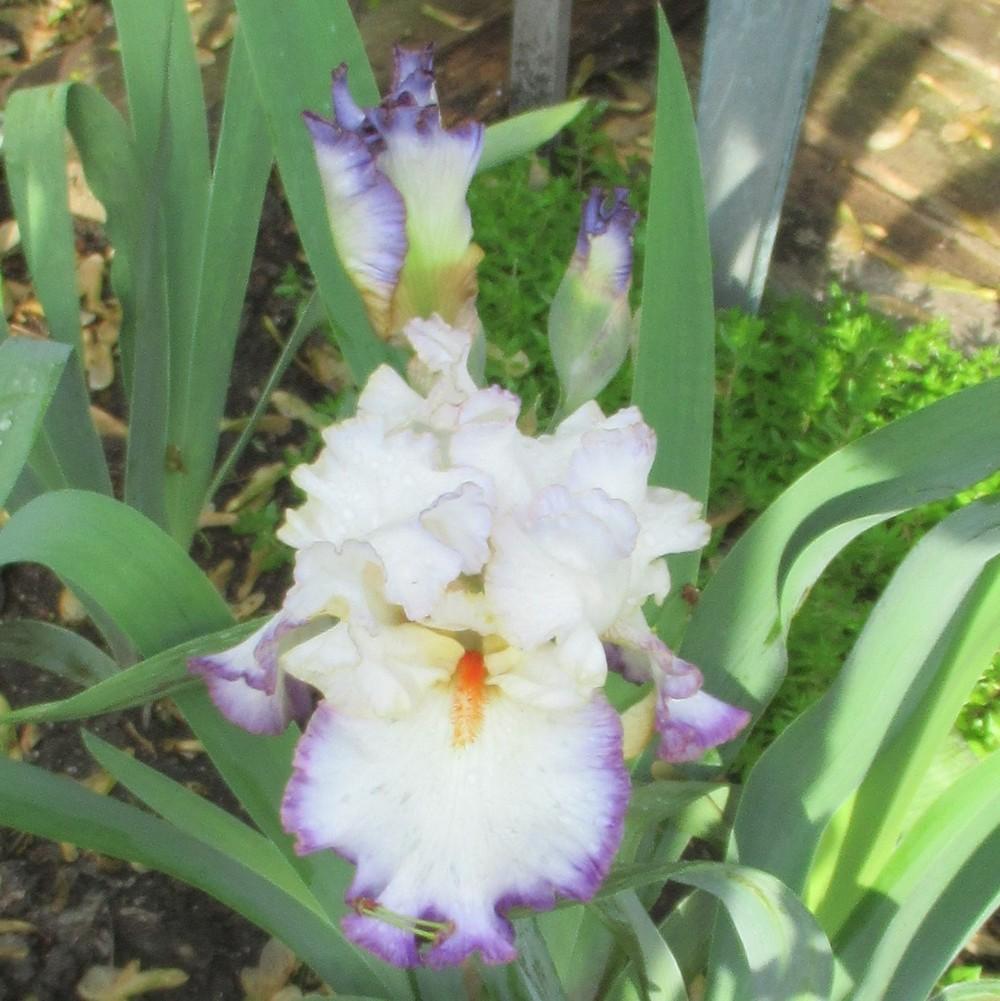 Photo of Tall Bearded Iris (Iris 'In the Loop') uploaded by stilldew