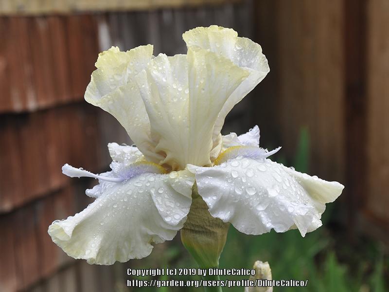 Photo of Tall Bearded Iris (Iris 'Point to the Sun') uploaded by DiluteCalico