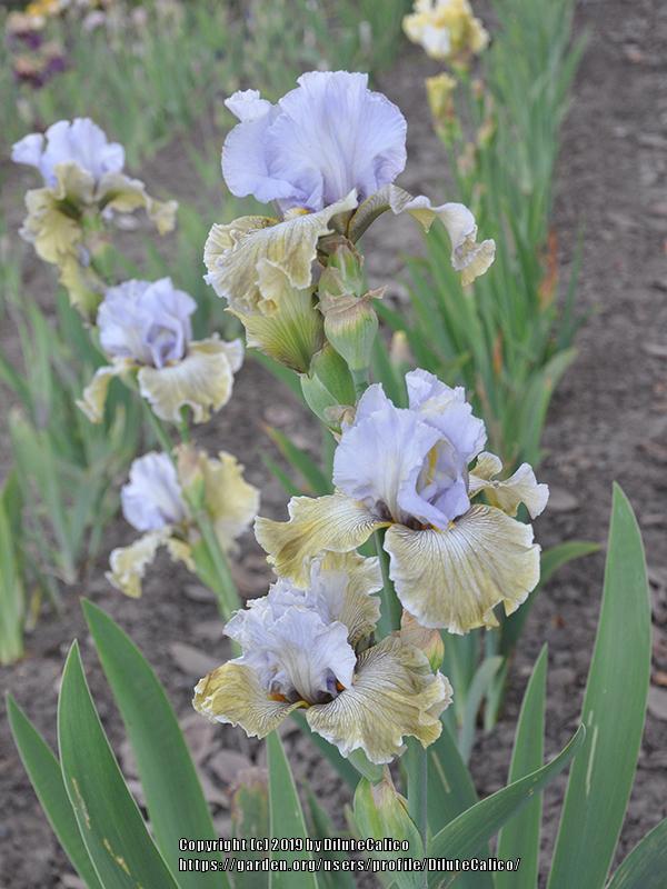 Photo of Tall Bearded Iris (Iris 'Butterfly Affair') uploaded by DiluteCalico