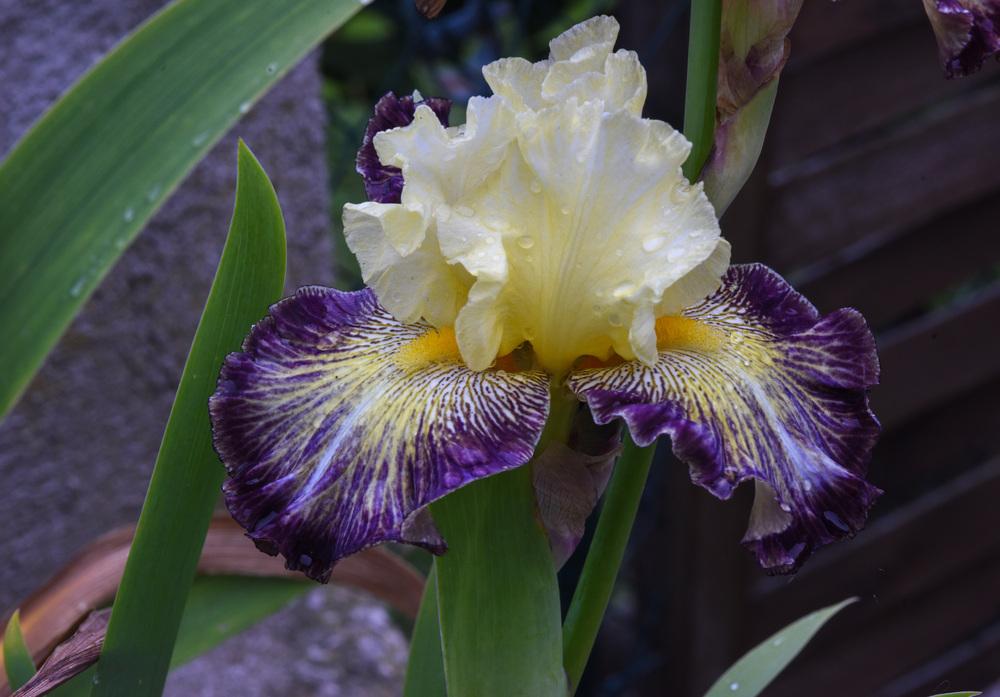 Photo of Tall Bearded Iris (Iris 'Disco Lights') uploaded by cliftoncat