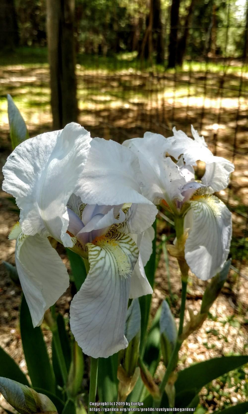 Photo of Species Iris (Iris x germanica 'Florentina') uploaded by evelyninthegarden