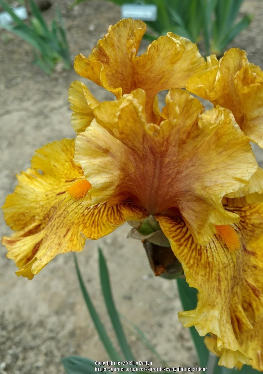 Photo of Tall Bearded Iris (Iris 'Wizard of Odds') uploaded by evelyninthegarden