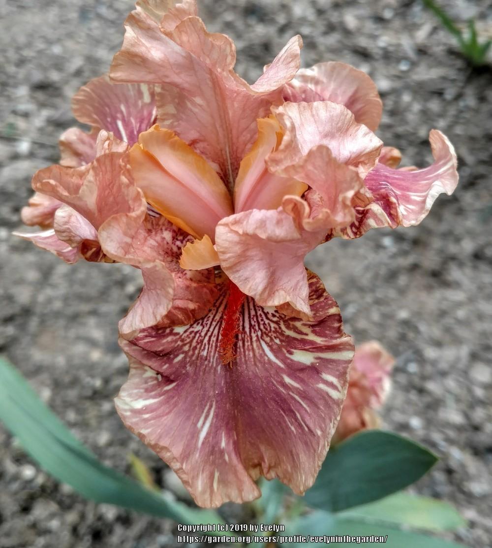 Photo of Tall Bearded Iris (Iris 'Hyenasicle') uploaded by evelyninthegarden