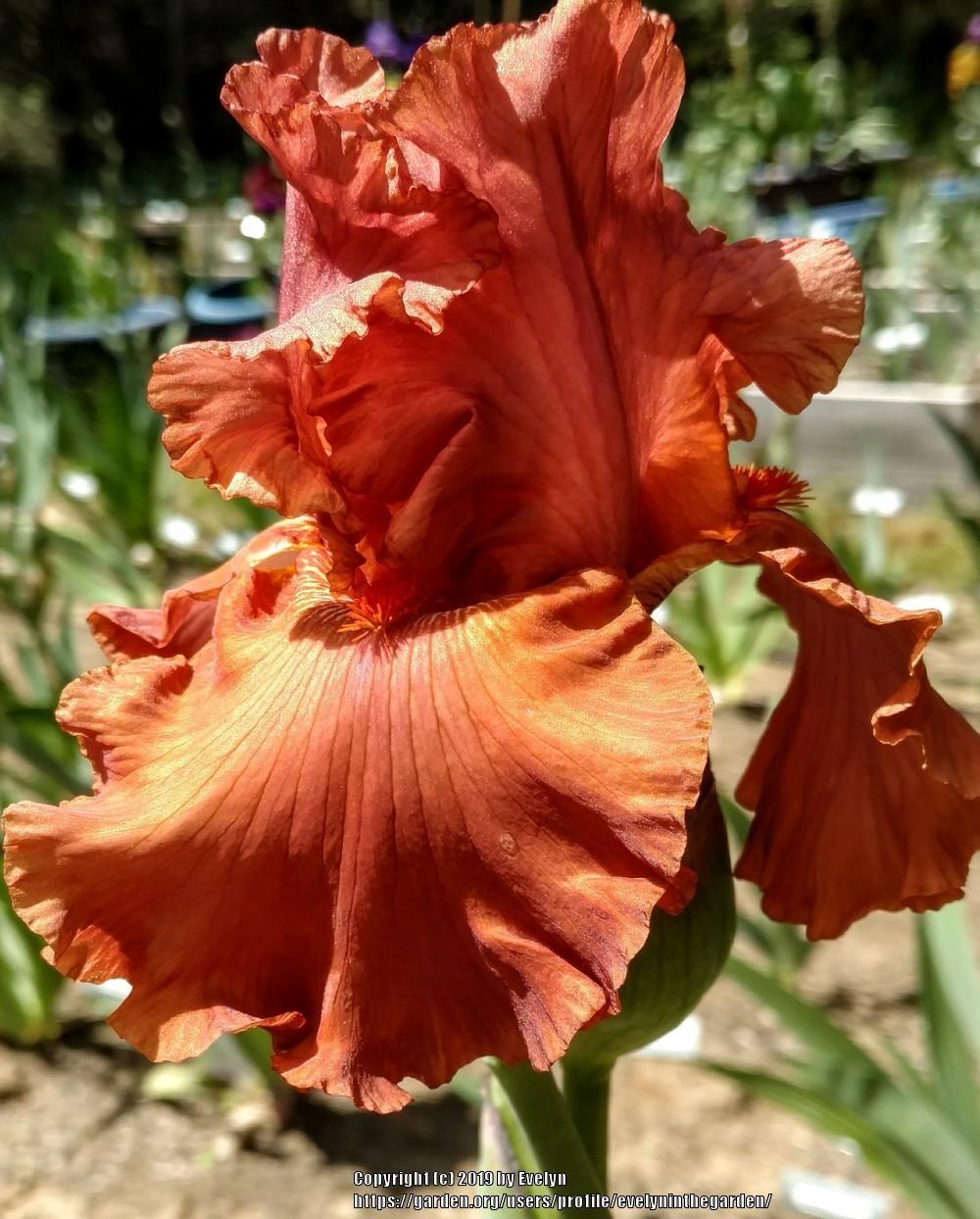 Photo of Tall Bearded Iris (Iris 'Rusty Taylor') uploaded by evelyninthegarden