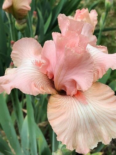 Photo of Tall Bearded Iris (Iris 'Beverly Sills') uploaded by flowerpower35