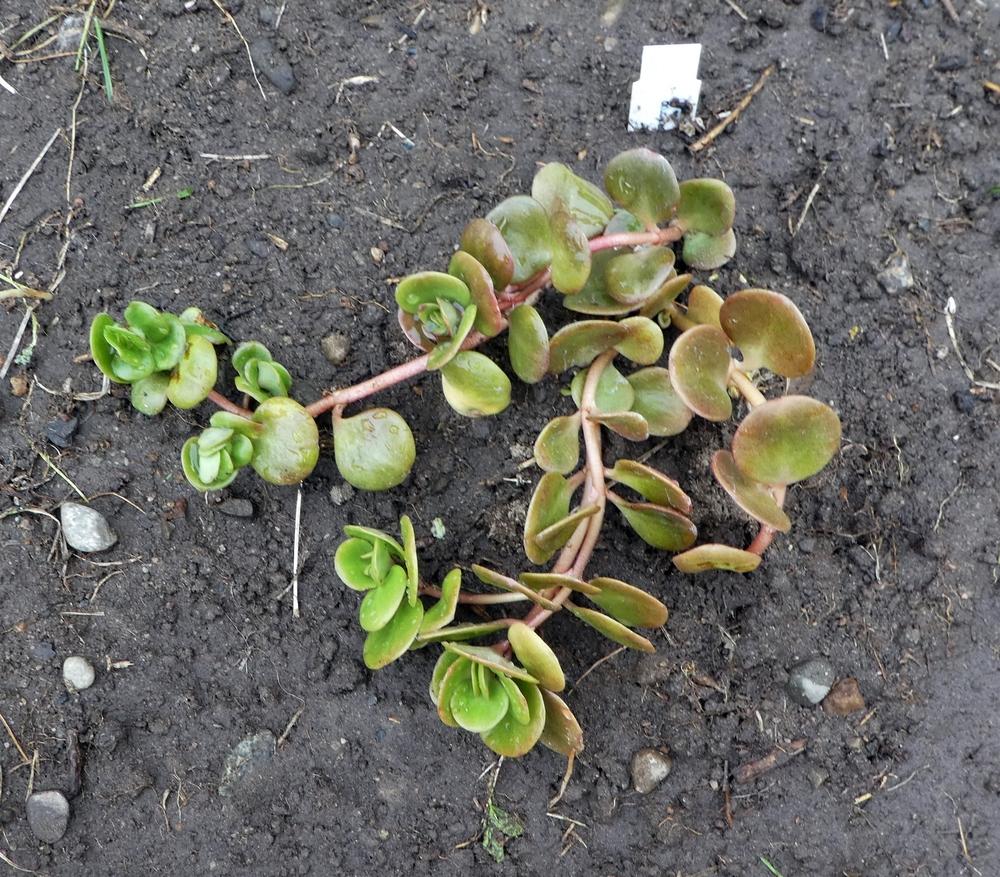 Photo of Chinese Stonecrop (Sedum tetractinum 'Coral Reef') uploaded by lauribob