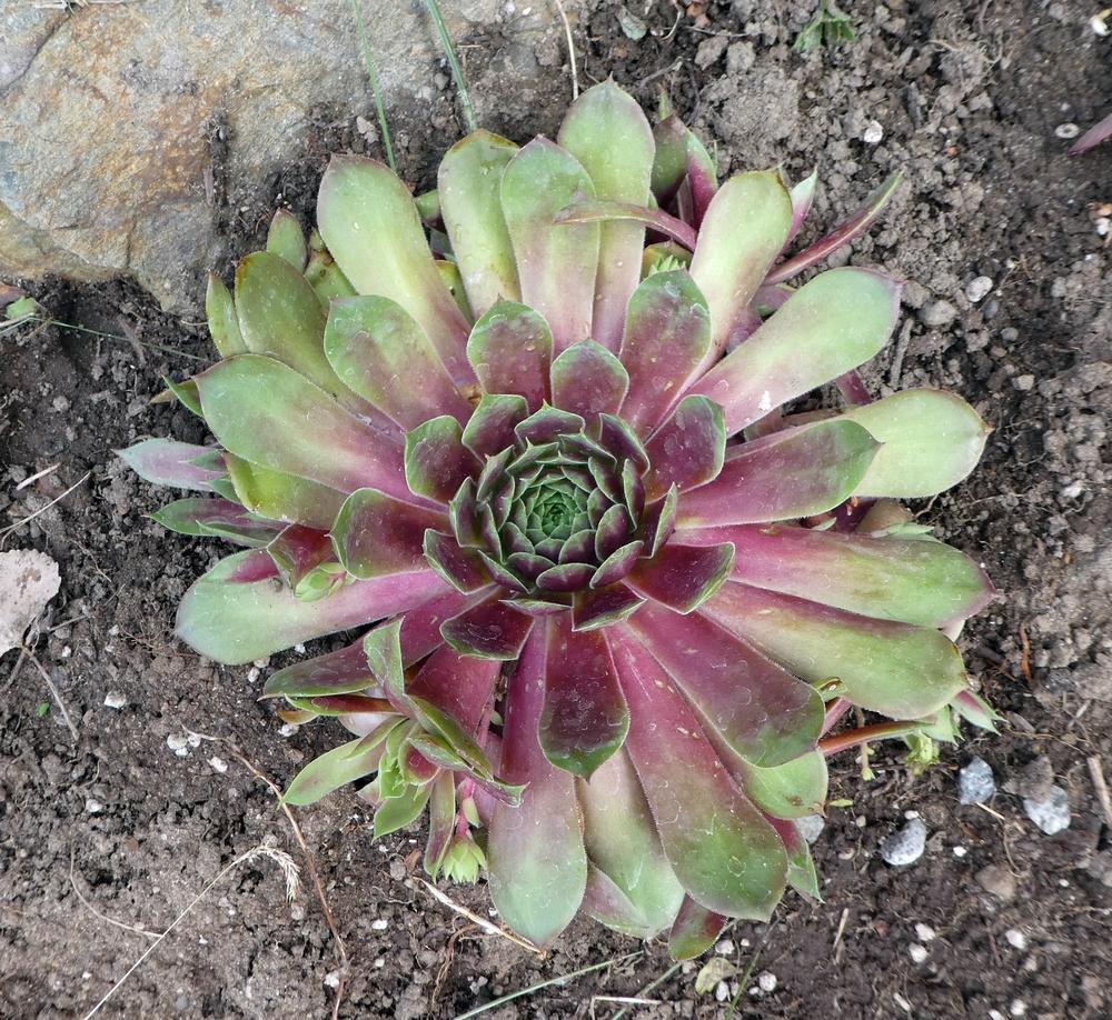 Photo of Hen and Chicks (Sempervivum 'Silver King') uploaded by lauribob