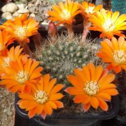 Location: From my collection. Poland.
Rebutia pulvinosa FR 766