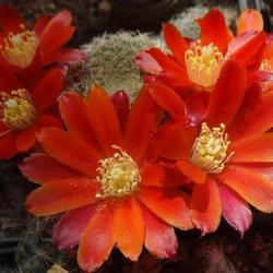 Location: From my collection. Poland.
Rebutia heliosa ssp. theresae RH 250