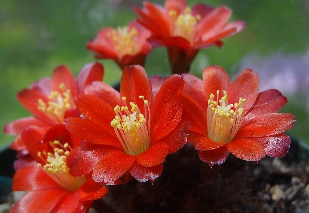 Photo of Flame Crown Cactus (Aylostera deminuta) uploaded by Orsola