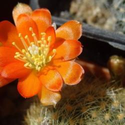 Location: From my collection. Poland.
Rebutia spinosissima ssp. aurea WR 318