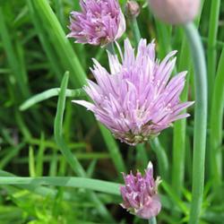 Location: North Carolina USA
Date: 2019-04-21
Chives - delicious when snipped and sometimes make it in for supp