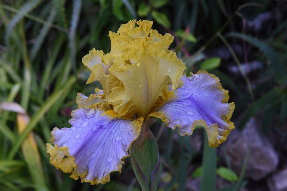 Photo of Tall Bearded Iris (Iris 'Point of Interest') uploaded by cliftoncat