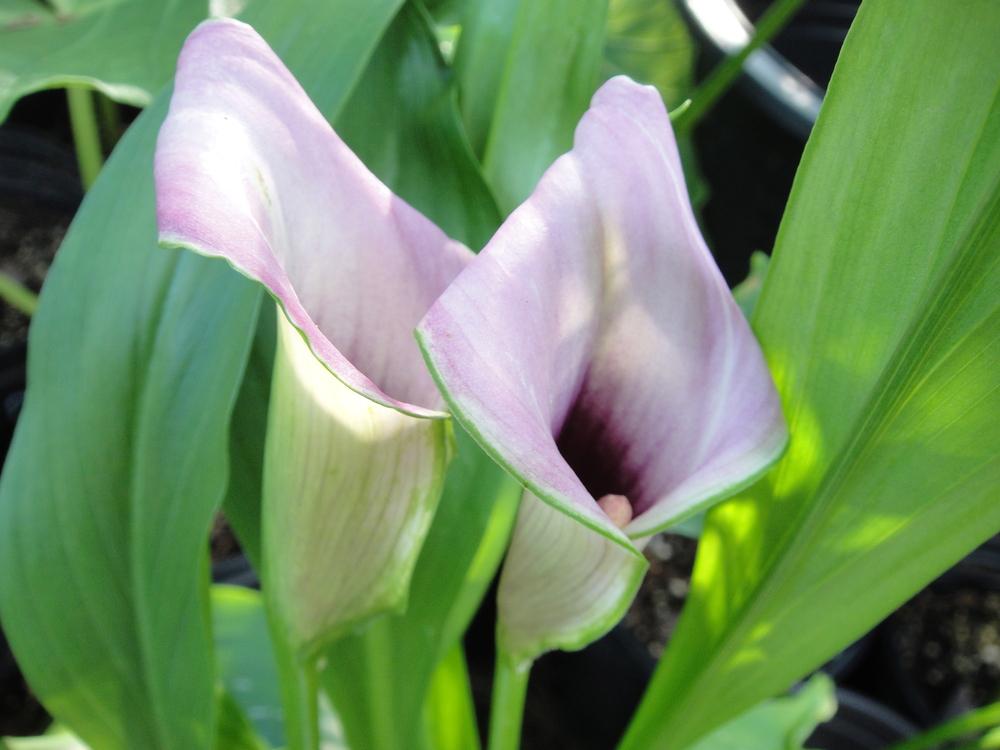 Photo of Calla Lily (Zantedeschia 'Amethyst') uploaded by lakesidecallas