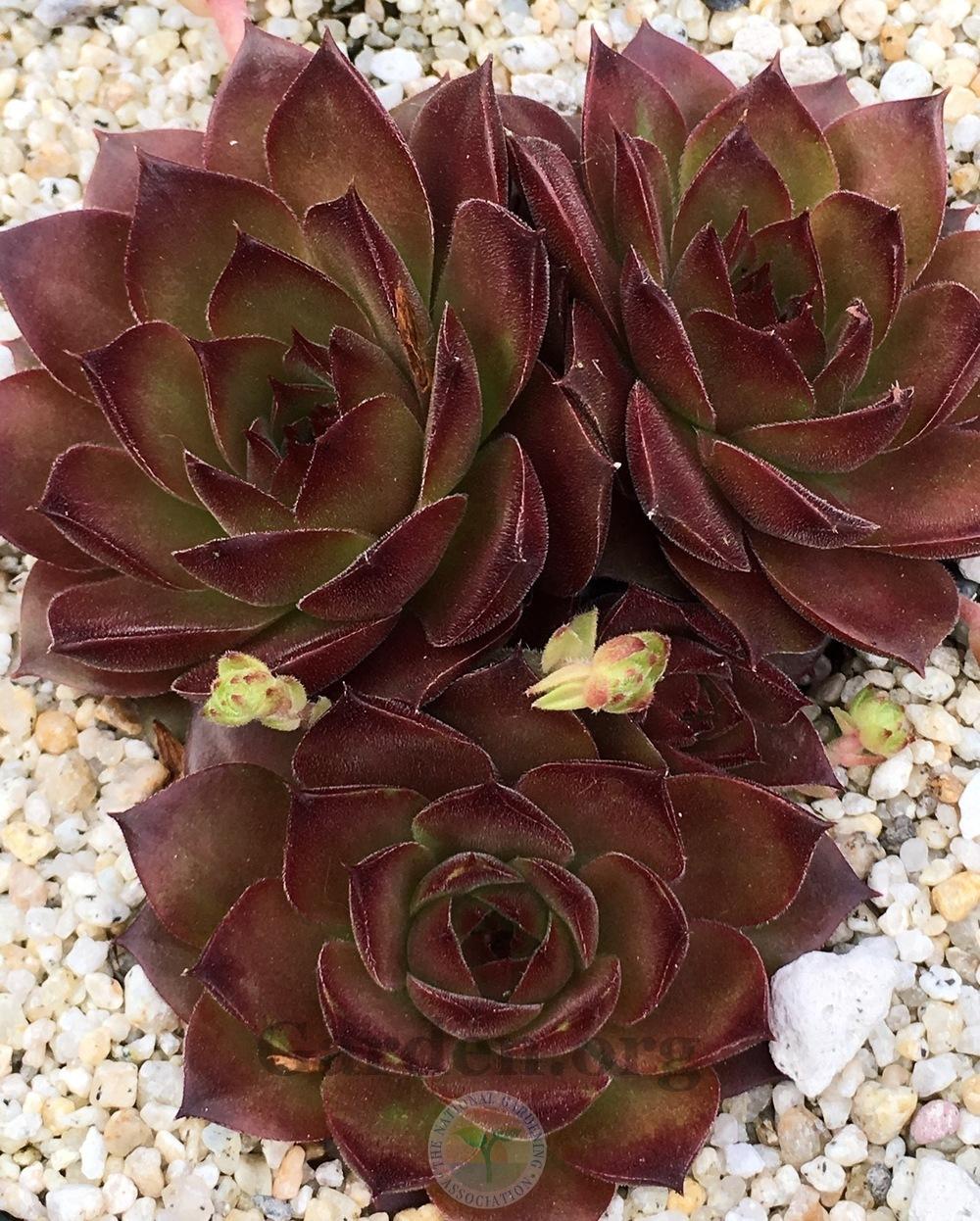 Photo of Hen and Chick (Sempervivum 'One Hundred') uploaded by springcolor