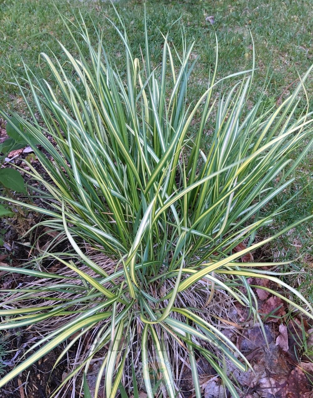 Photo of Feather Reed Grass (Calamagrostis x acutiflora 'Eldorado') uploaded by BlueOddish