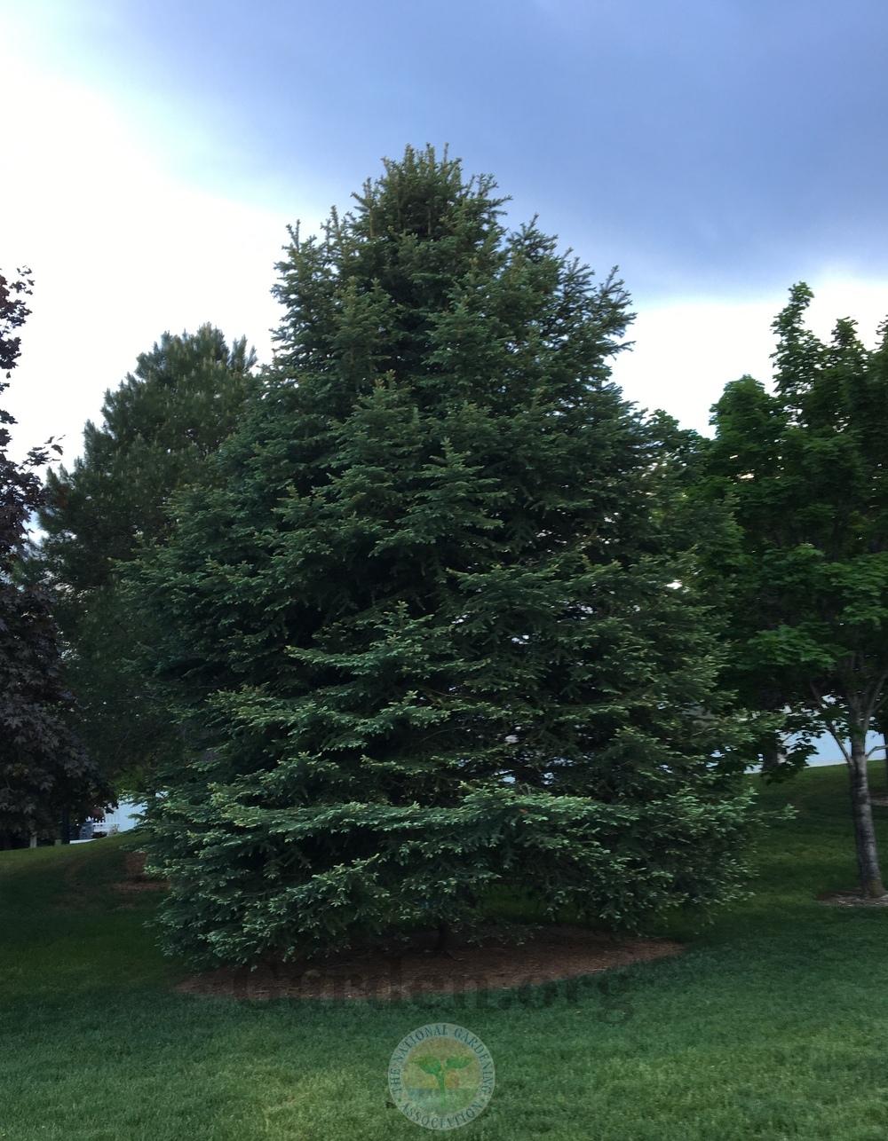 Photo of Colorado Blue Spruce (Picea pungens) uploaded by BlueOddish