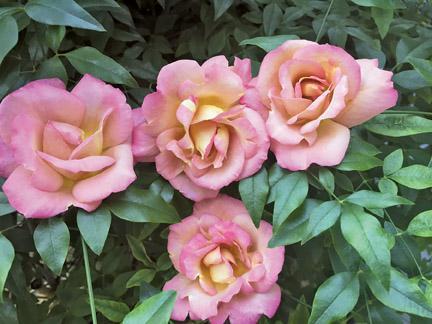 Photo of Rose (Rosa 'Coffee Country') uploaded by Calif_Sue
