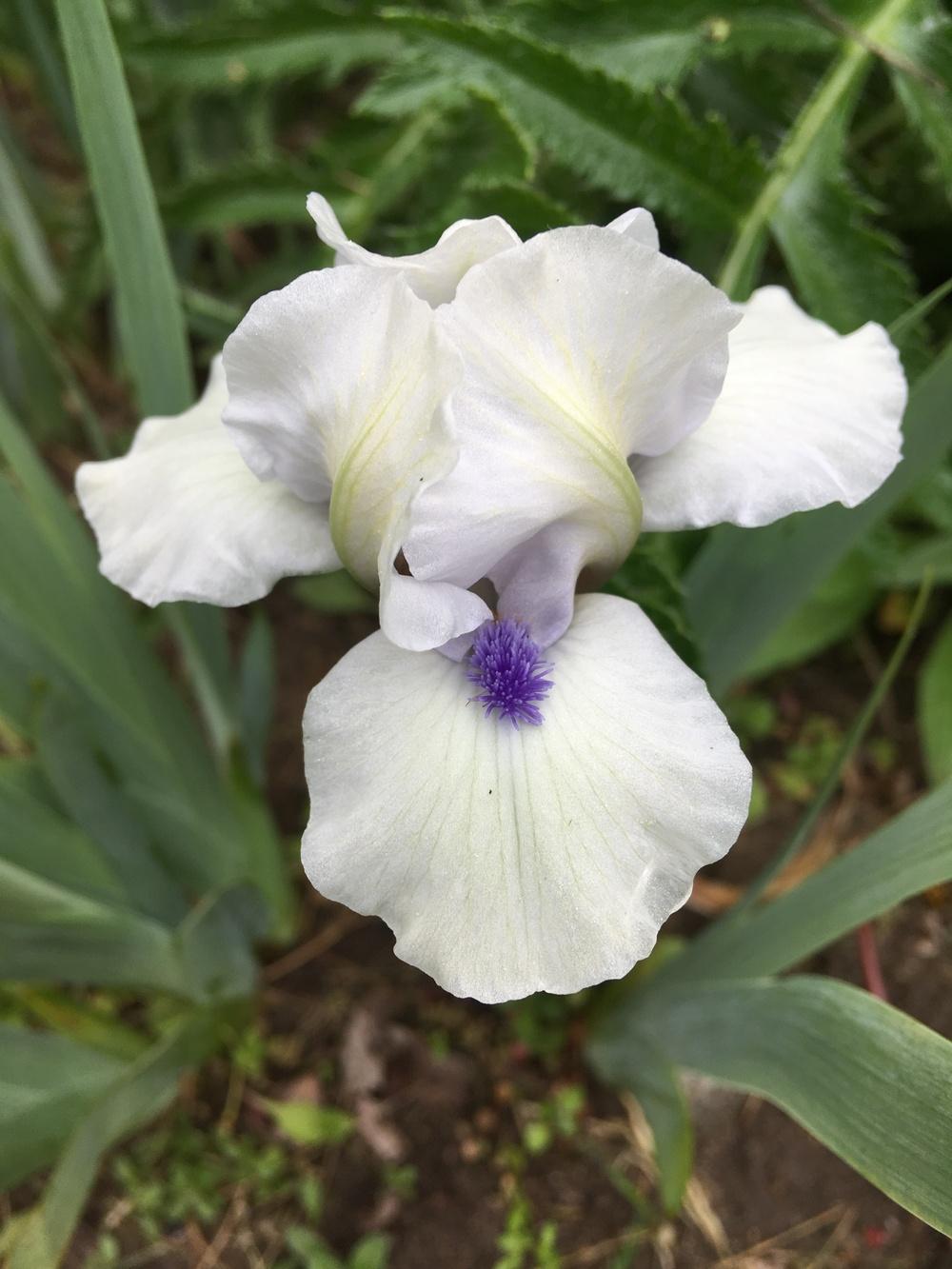 Photo of Standard Dwarf Bearded Iris (Iris 'Bluebeard's Ghost') uploaded by Lbsmitty