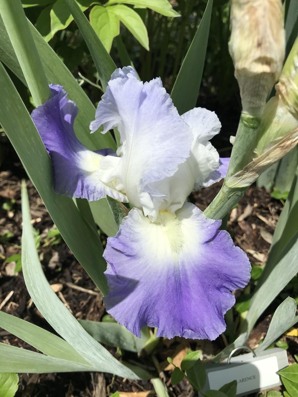 Photo of Tall Bearded Iris (Iris 'Clarence') uploaded by Legalily