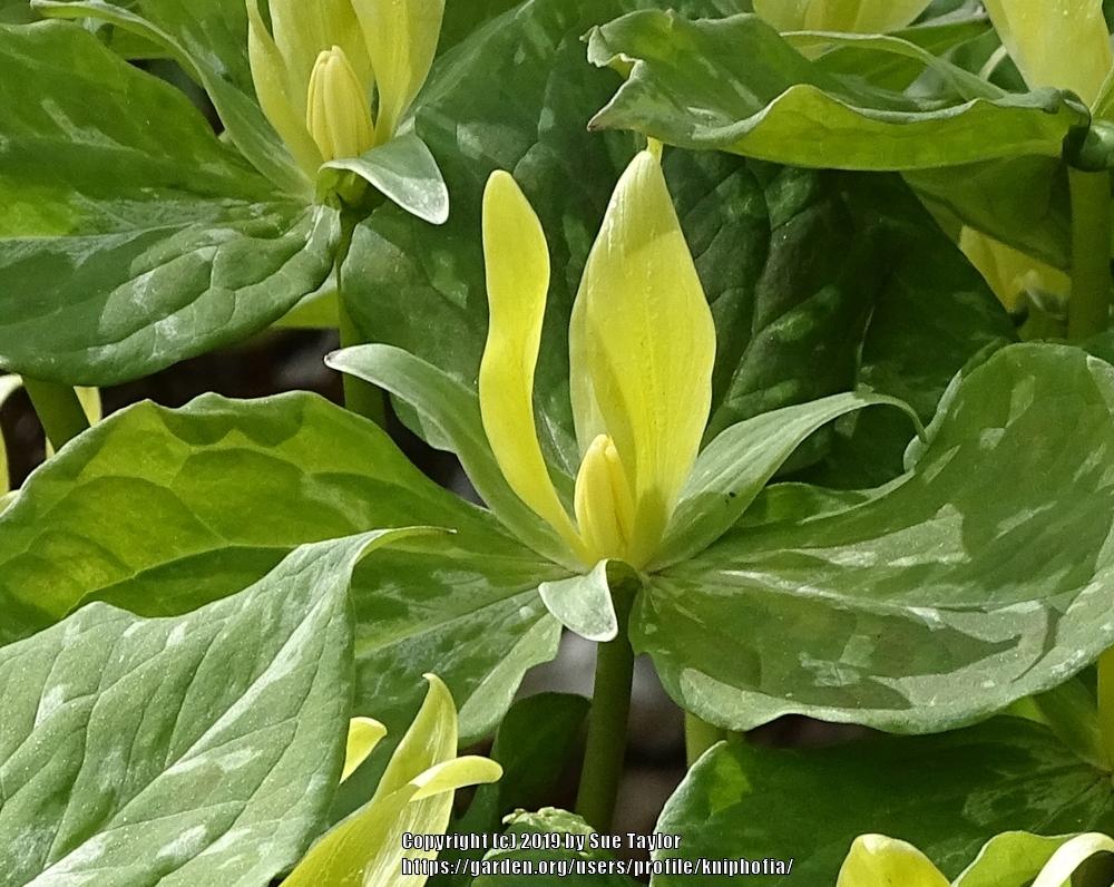 Photo of Yellow Trillium (Trillium luteum) uploaded by kniphofia