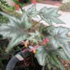 Winter growing Begonia "Little Brother Montgomery".