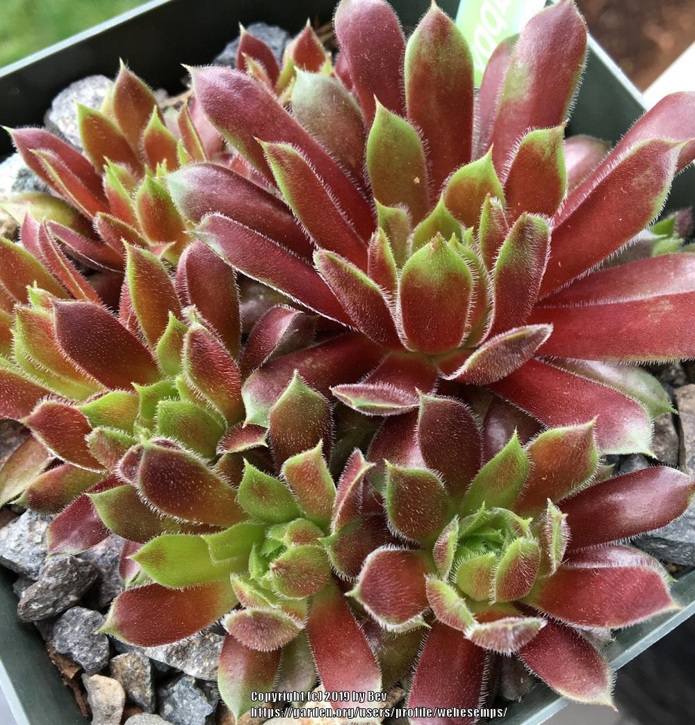 Photo of Hen and Chicks (Sempervivum 'Happy') uploaded by webesemps