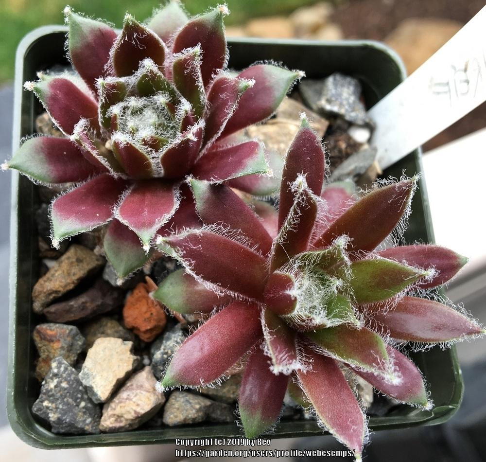 Photo of Hen and Chicks (Sempervivum 'Rauhreif') uploaded by webesemps