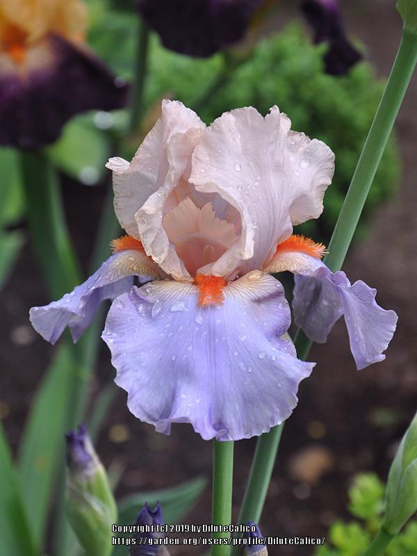 Photo of Tall Bearded Iris (Iris 'French Cancan') uploaded by DiluteCalico
