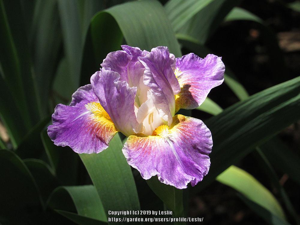 Photo of Intermediate Bearded Iris (Iris 'Backlit Beauty') uploaded by Lestv