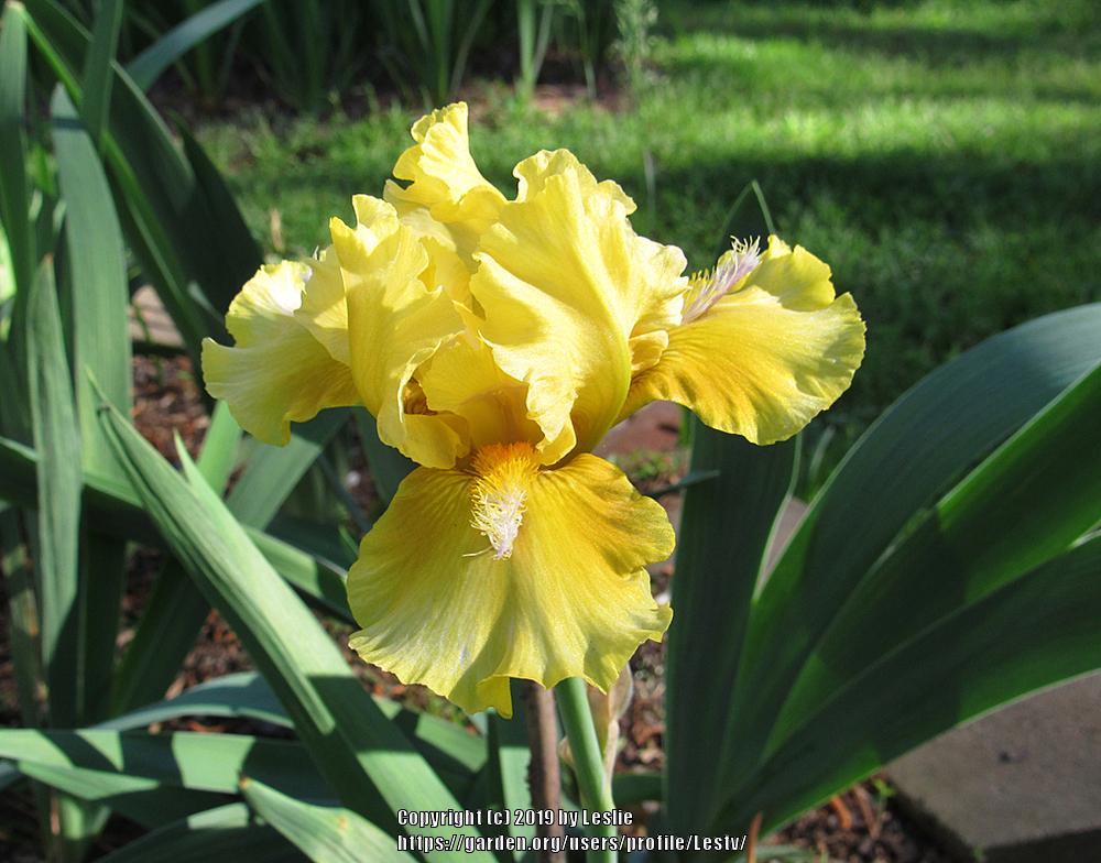 Photo of Intermediate Bearded Iris (Iris 'Visual Pleasure') uploaded by Lestv