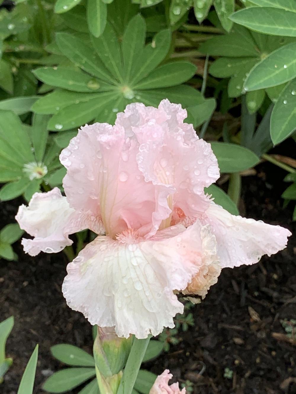 Photo of Border Bearded Iris (Iris 'Pink Bubbles') uploaded by Rebekah