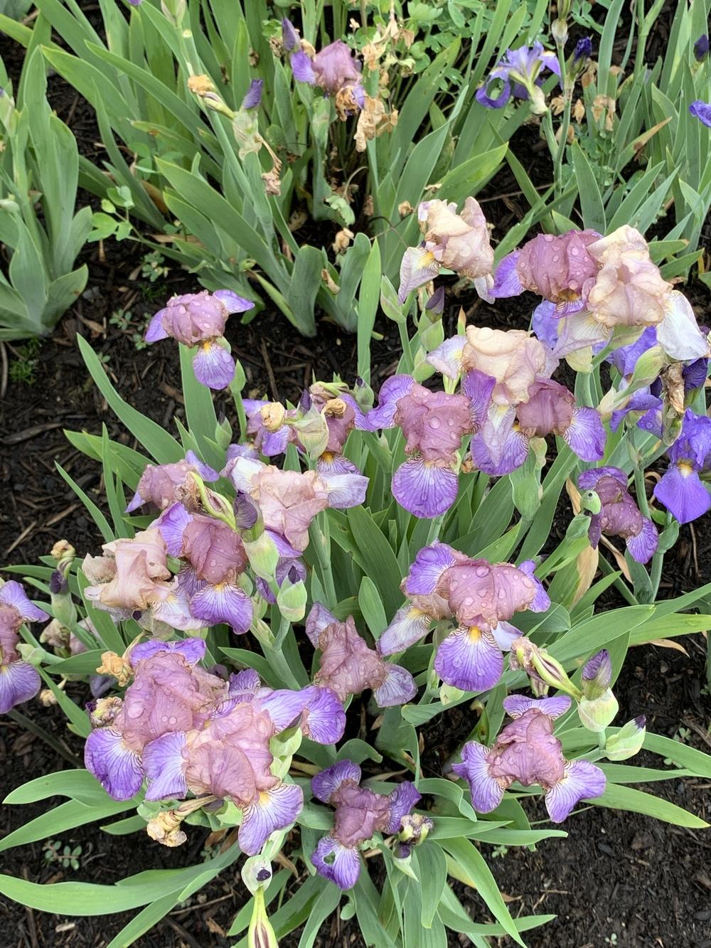 Photo of Miniature Tall Bearded Iris (Iris 'Bangles') uploaded by Rebekah