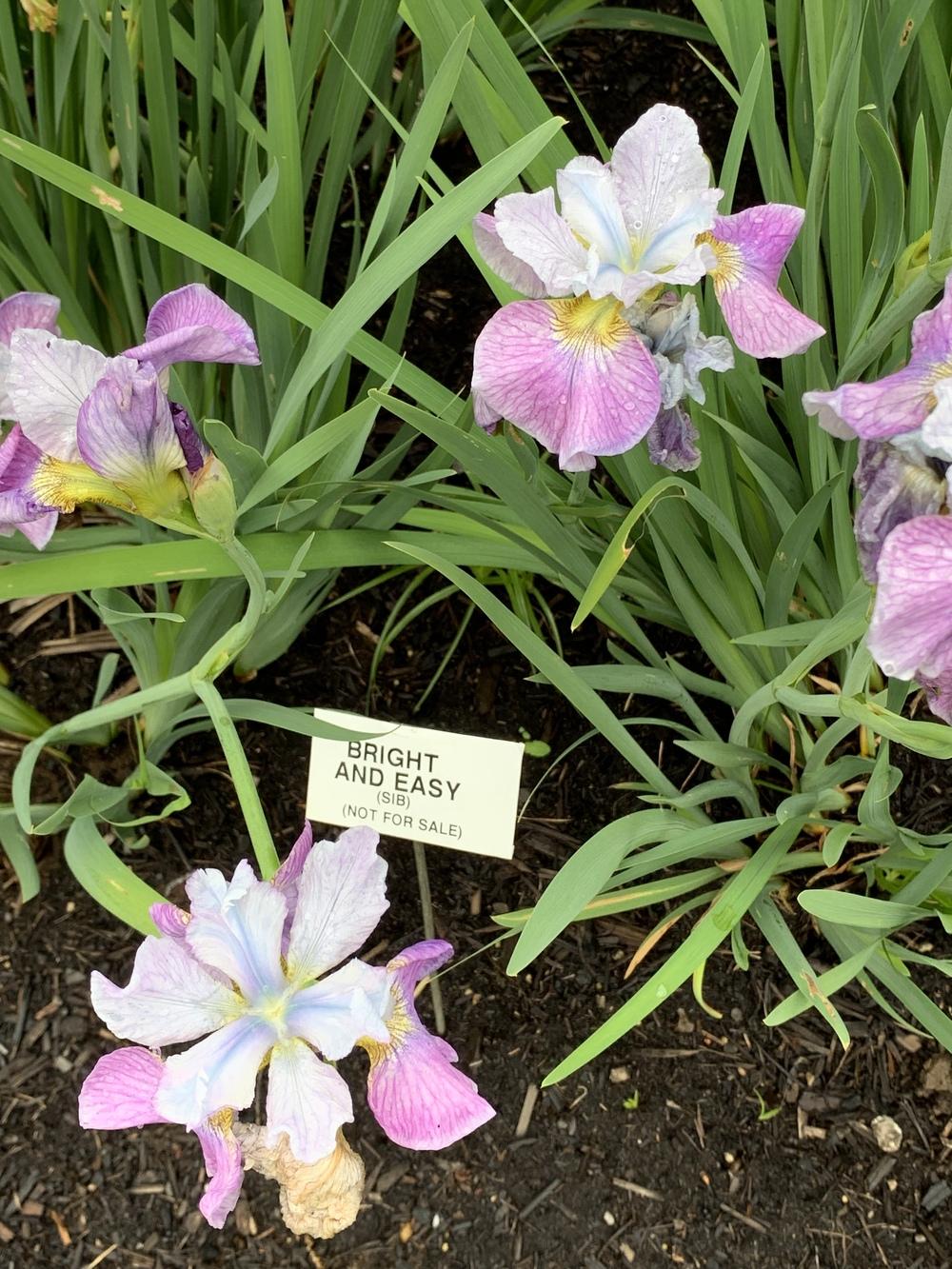 Photo of Siberian Iris (Iris 'Bright and Easy') uploaded by Rebekah