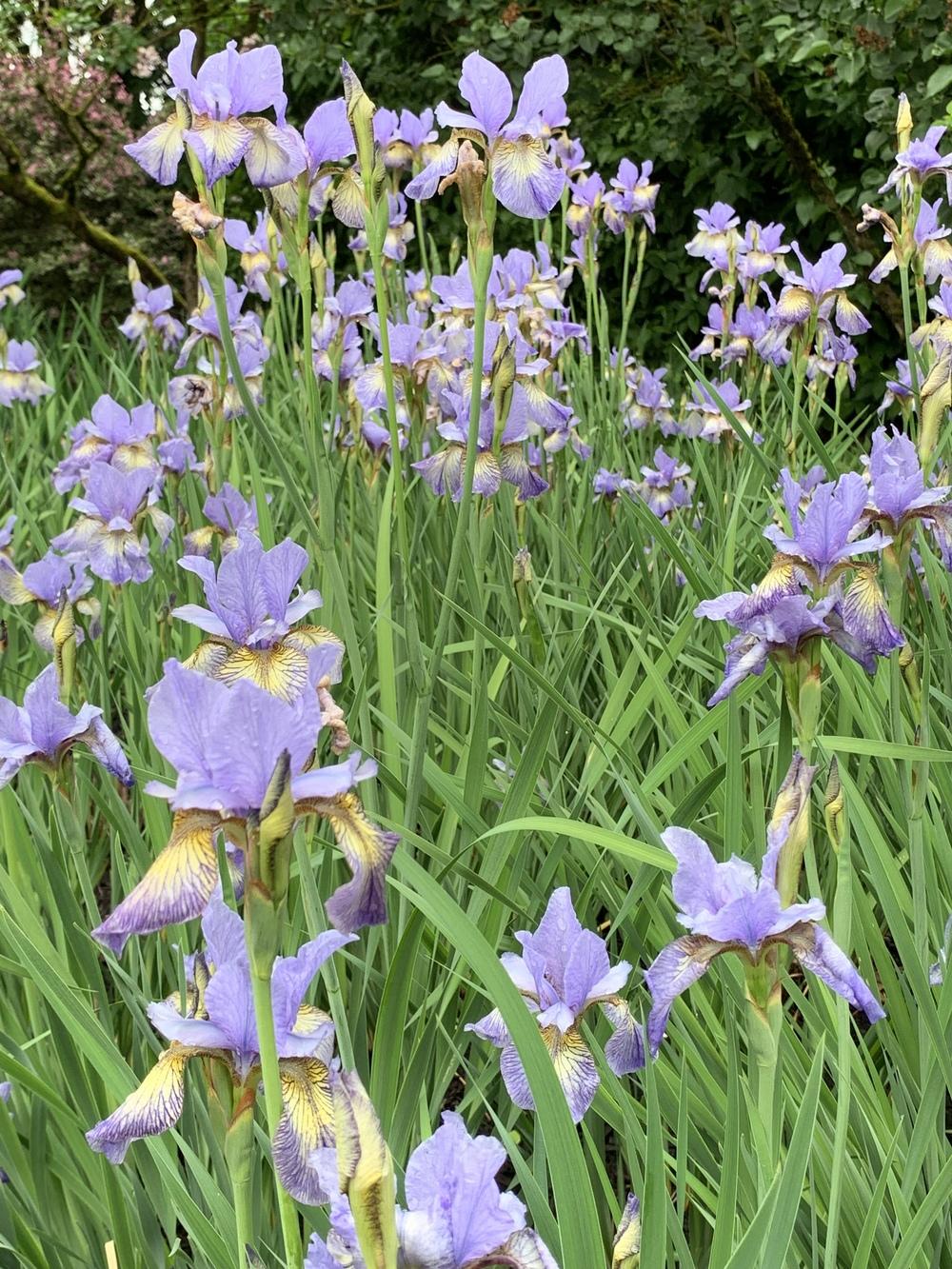 Photo of Siberian Iris (Iris 'Banish Misfortune') uploaded by Rebekah