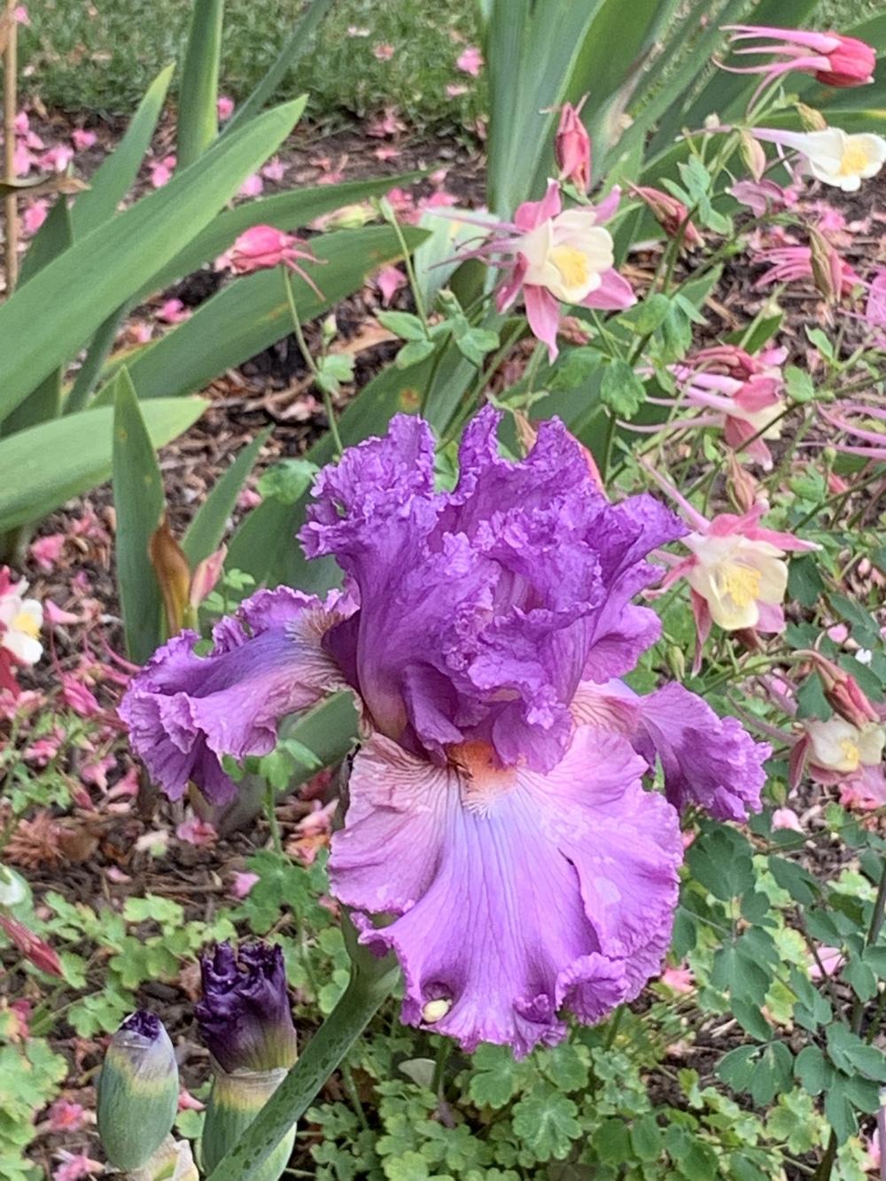 Photo of Tall Bearded Iris (Iris 'Bolshoi') uploaded by Rebekah