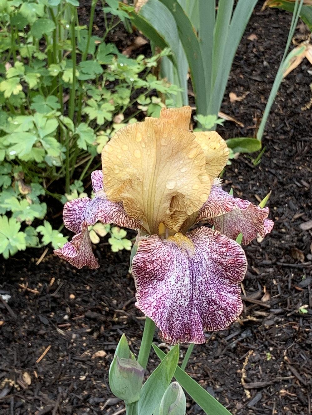 Photo of Tall Bearded Iris (Iris 'Temporal Anomaly') uploaded by Rebekah