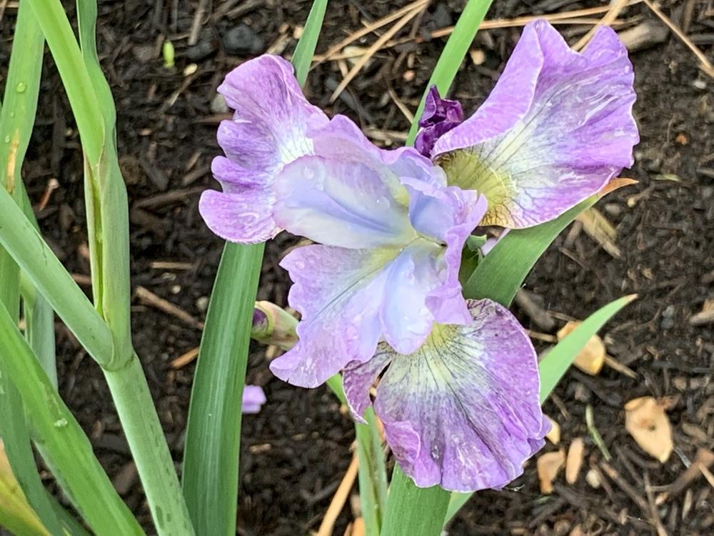 Photo of Siberian Iris (Iris 'Lavender Fair') uploaded by Rebekah