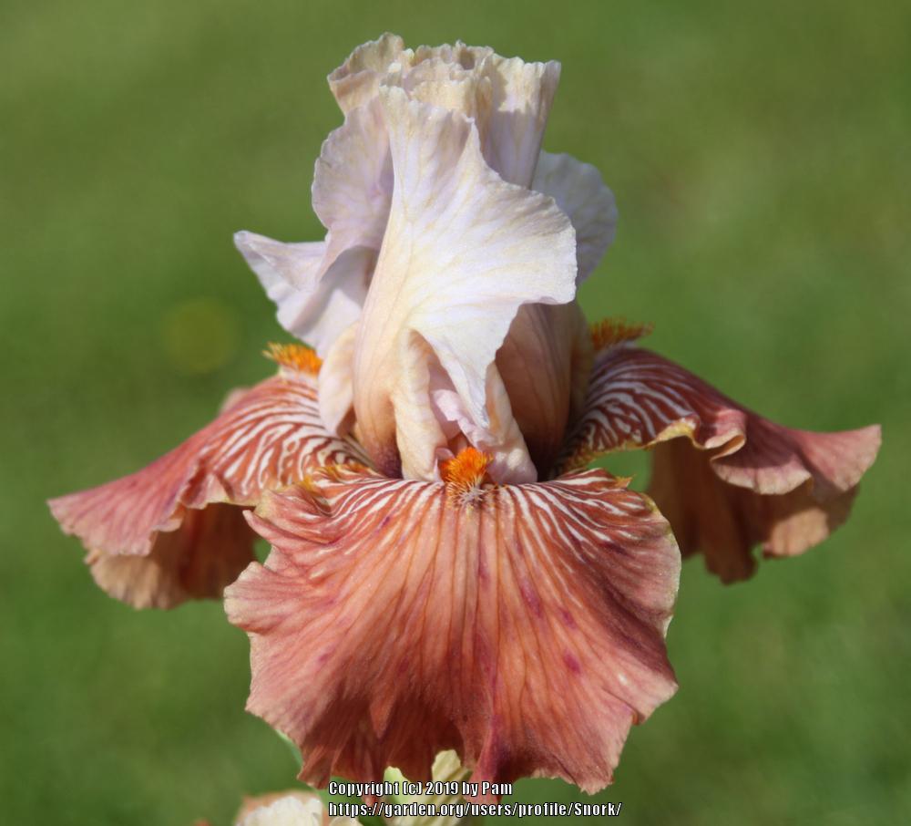 Photo of Tall Bearded Iris (Iris 'Mandarin Morning') uploaded by Snork