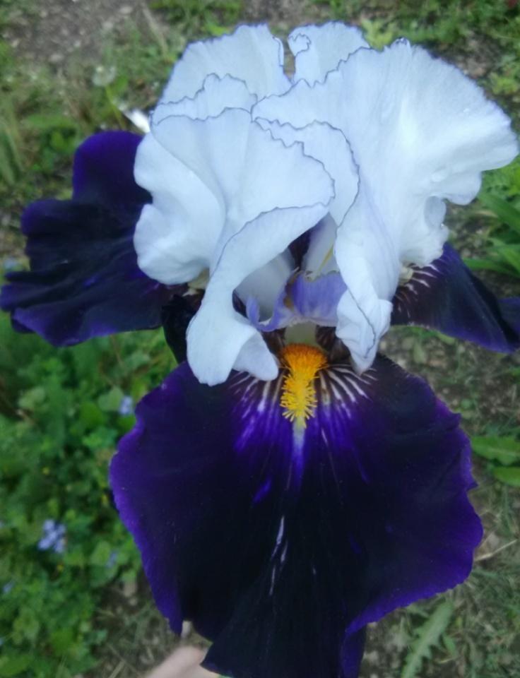 Photo of Tall Bearded Iris (Iris 'Grace upon Grace') uploaded by Tiff2884
