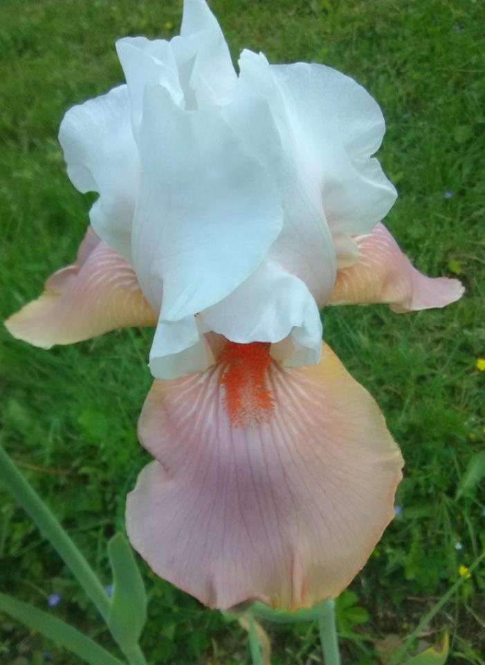 Photo of Tall Bearded Iris (Iris 'Sugar Magnolia') uploaded by Tiff2884