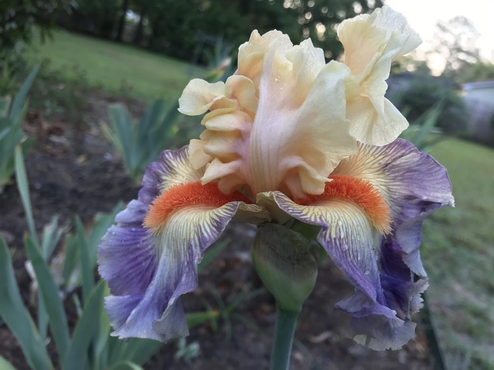 Photo of Tall Bearded Iris (Iris 'Undercurrent') uploaded by aikenforflowers
