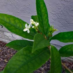 Location: My yard, Archer, Florida
Date: 2019-05-19
In my yard when I moved in.