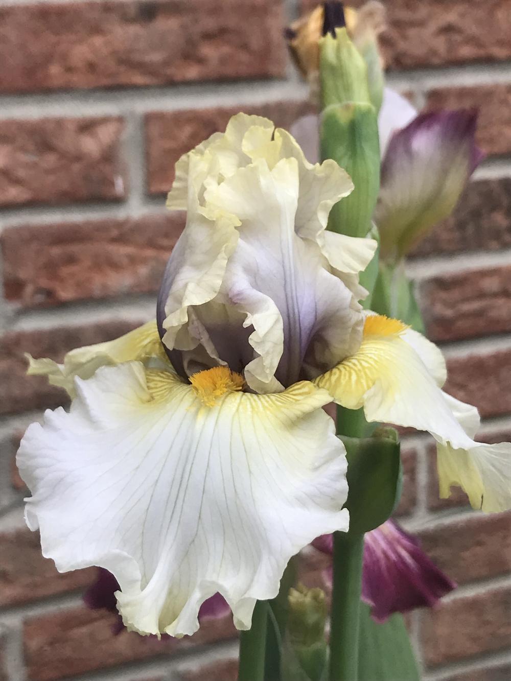 Photo of Tall Bearded Iris (Iris 'Opposing Forces') uploaded by dana