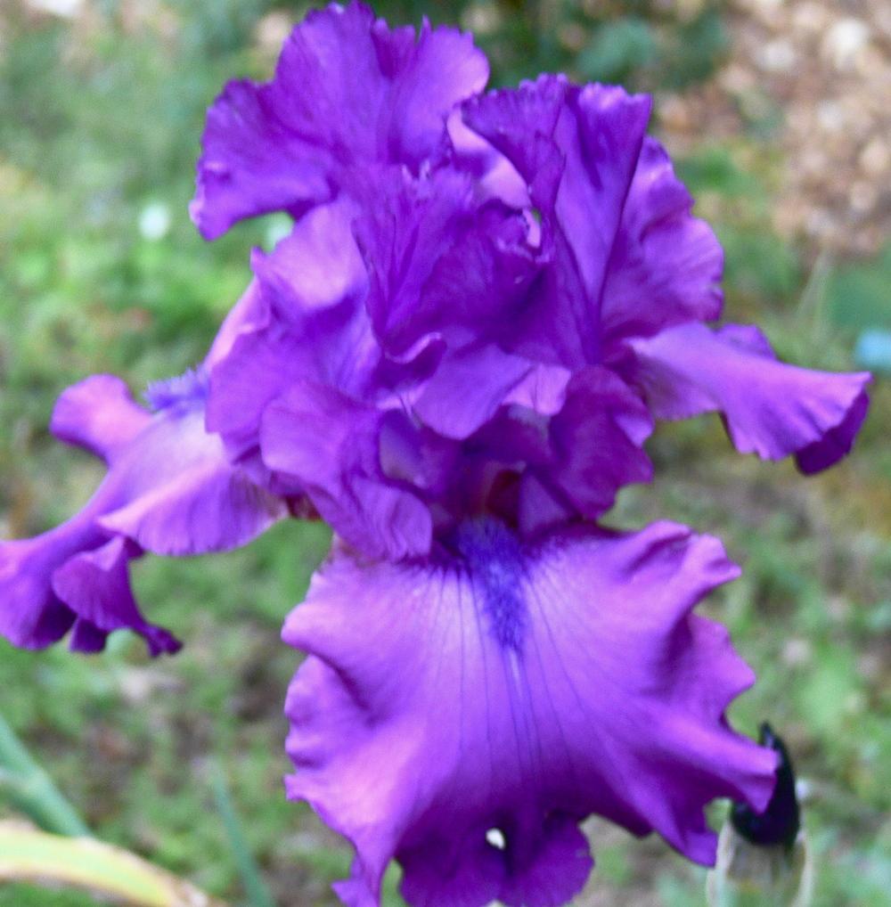 Photo of Tall Bearded Iris (Iris 'Swingtown') uploaded by janwax